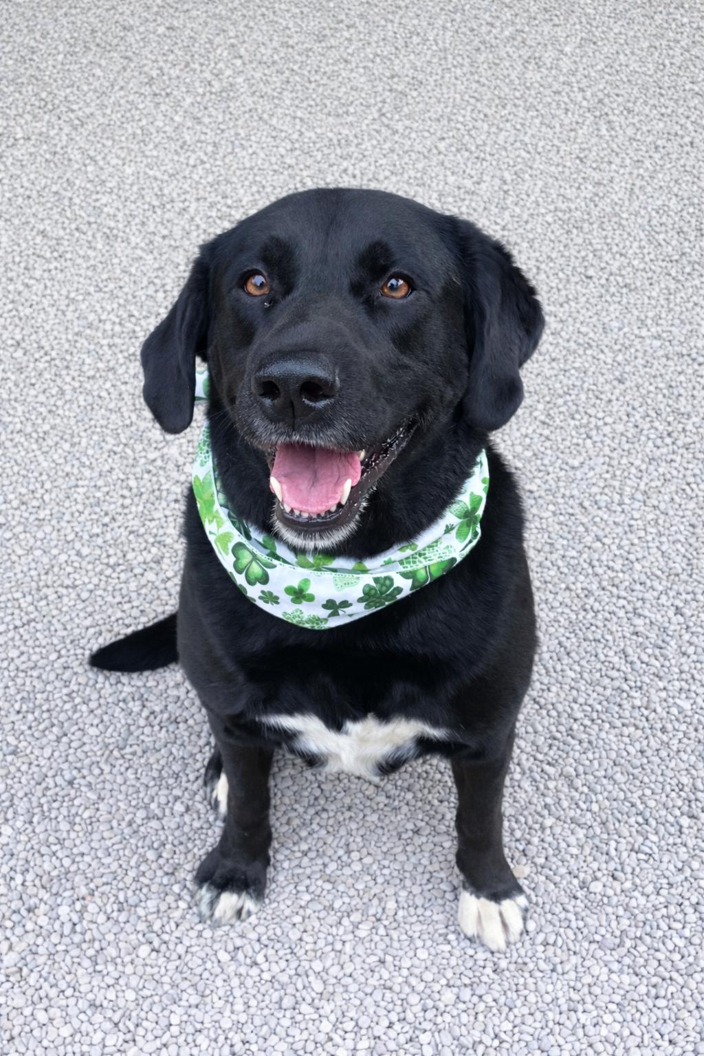 Daisy, adopted, Adult Female Black Labrador Retriever.