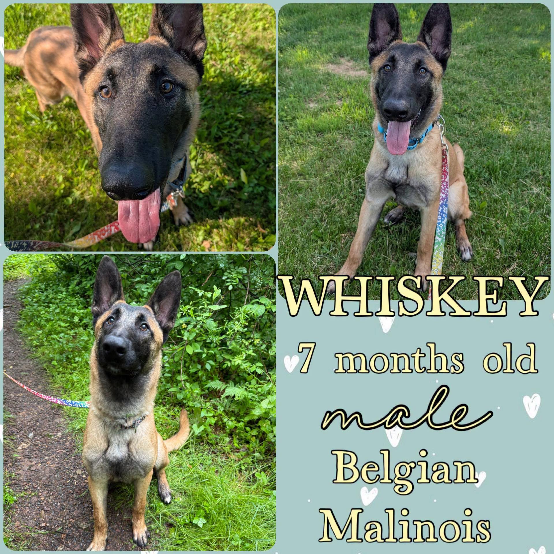 Whiskey, adopted, Young Male Belgian Shepherd / Malinois.