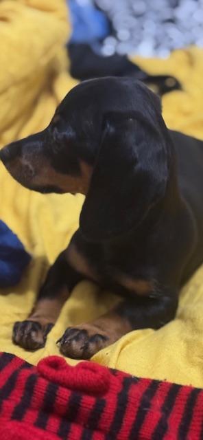 Dixie thumbnail 5