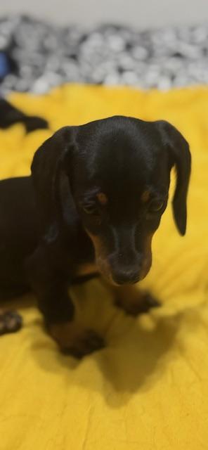 Dixie photo 1