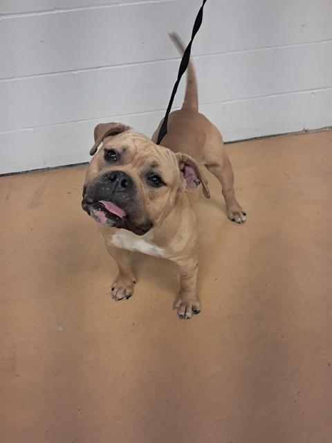 TEETER, Adoptable, Adult Male American Bulldog & Mixed Breed.