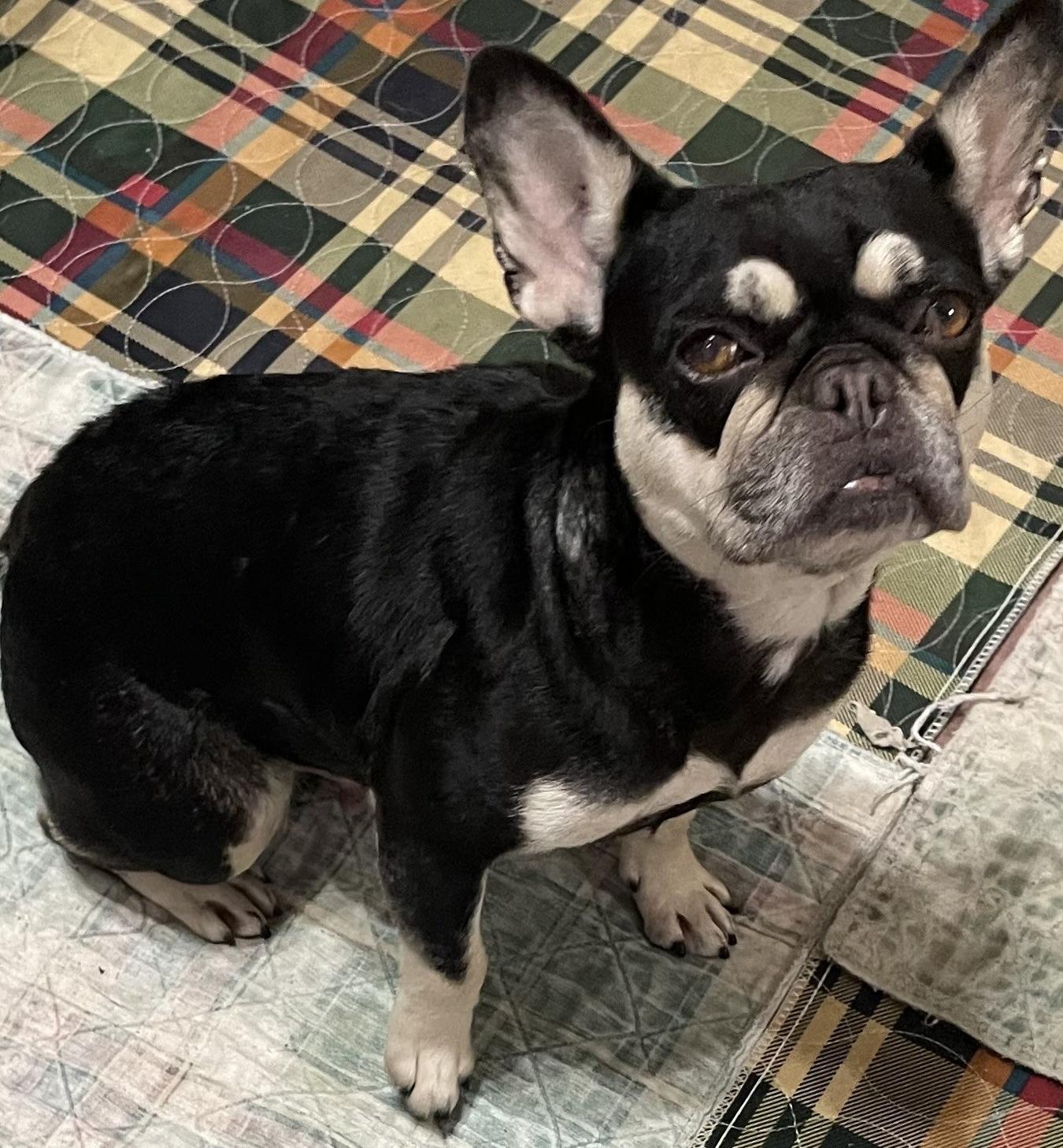 Enlarge Bree, a Adopted French Bulldog in Otsego, MI image 1/1
