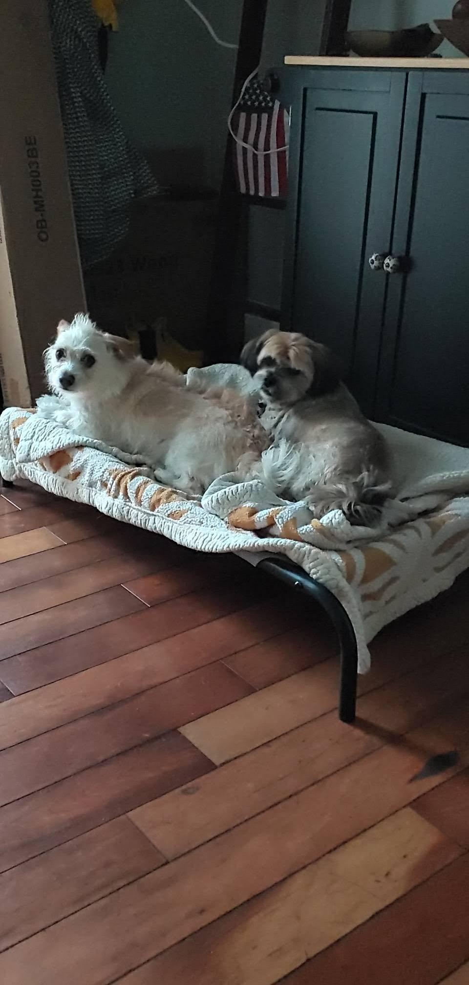 Sissy, an adopted Shih Tzu in Zephyrhills, FL image 2/2