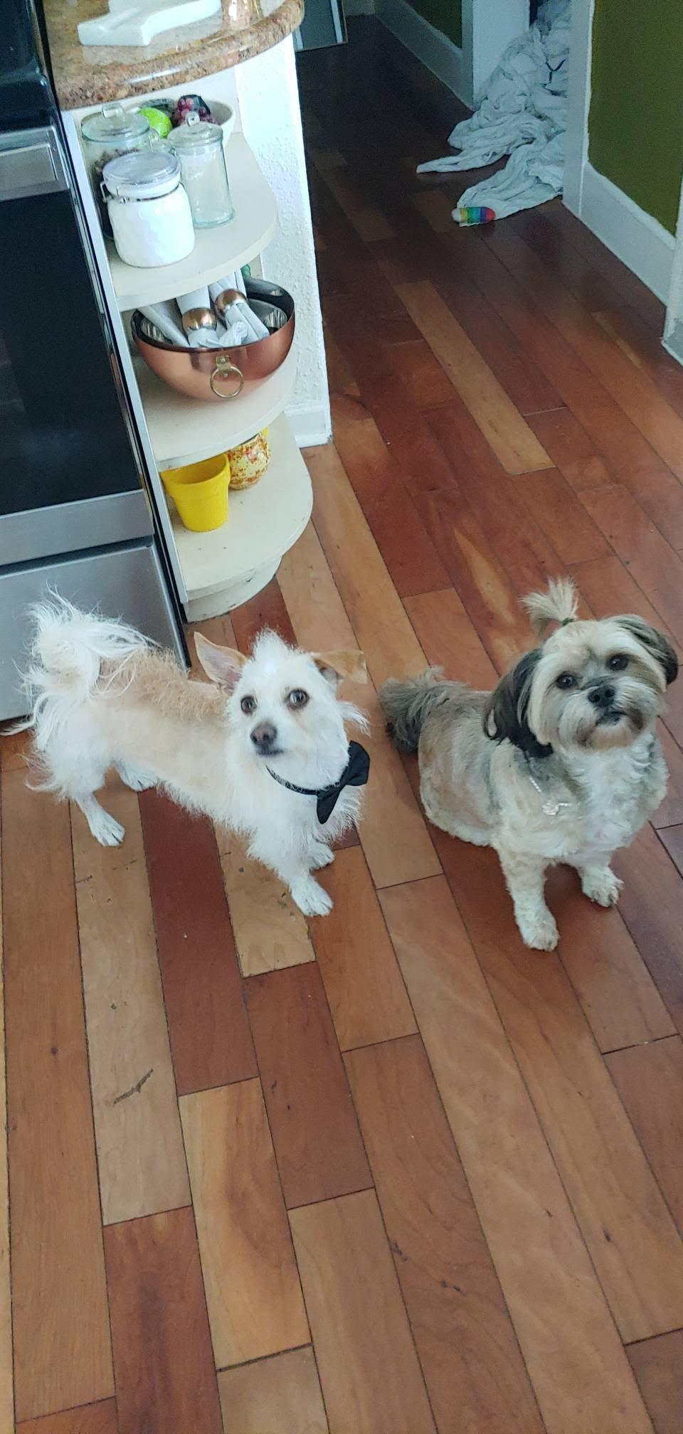 Sissy, an adopted Shih Tzu in Zephyrhills, FL image 1/2