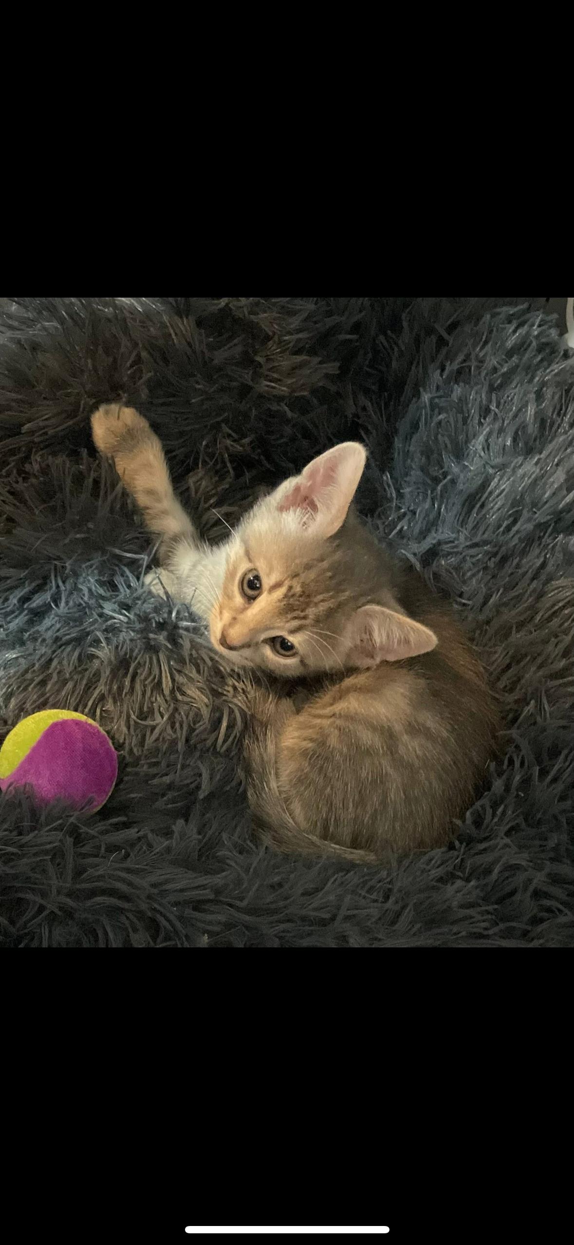 Enlarge Lumiere, an adoptable Domestic Short Hair in Joliet, IL image 2/2