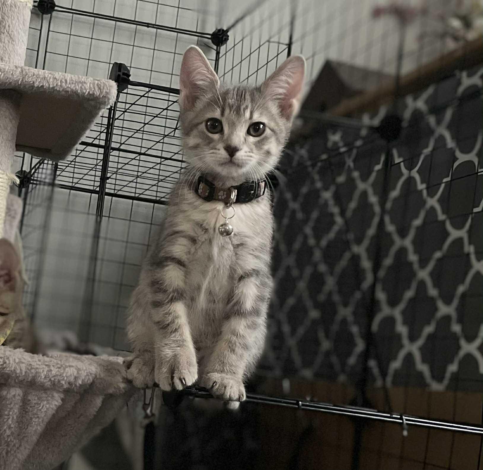 Enlarge Lumiere, an adoptable Domestic Short Hair in Joliet, IL image 1/2