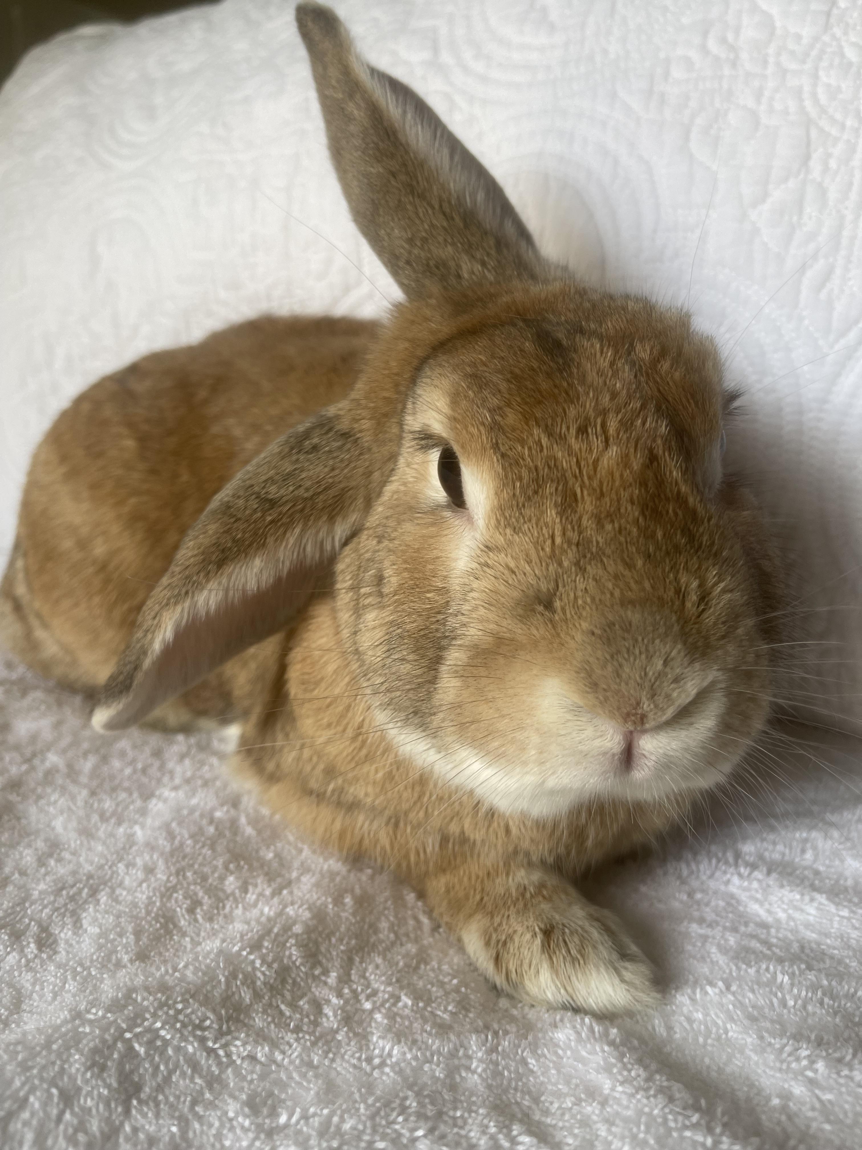 Kris, ADOPTABLE, Adult Male Bunny Rabbit.