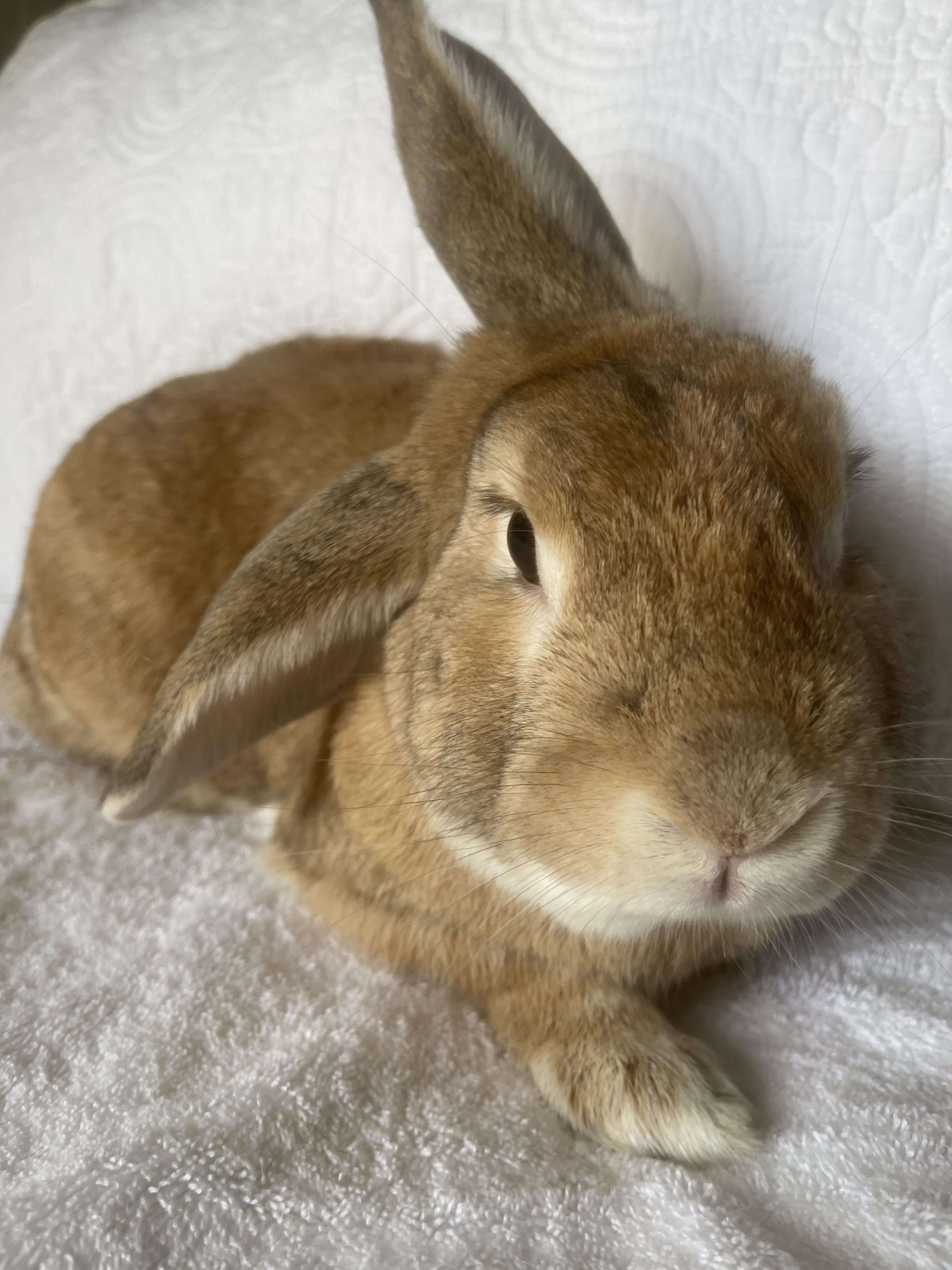 Enlarge Kris, a ADOPTABLE Bunny Rabbit in Birmingham, AL image 2/4