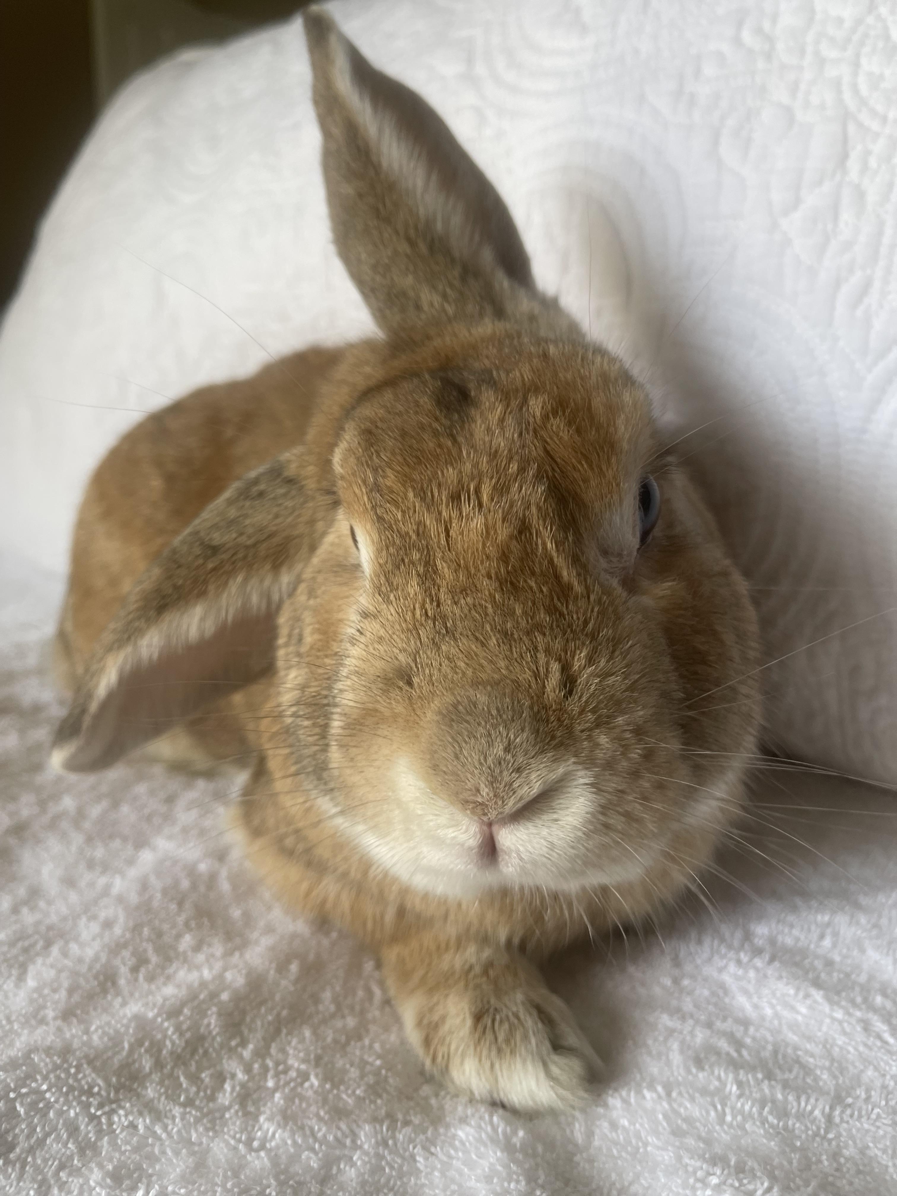 Enlarge Kris, a ADOPTABLE Bunny Rabbit in Birmingham, AL image 3/4