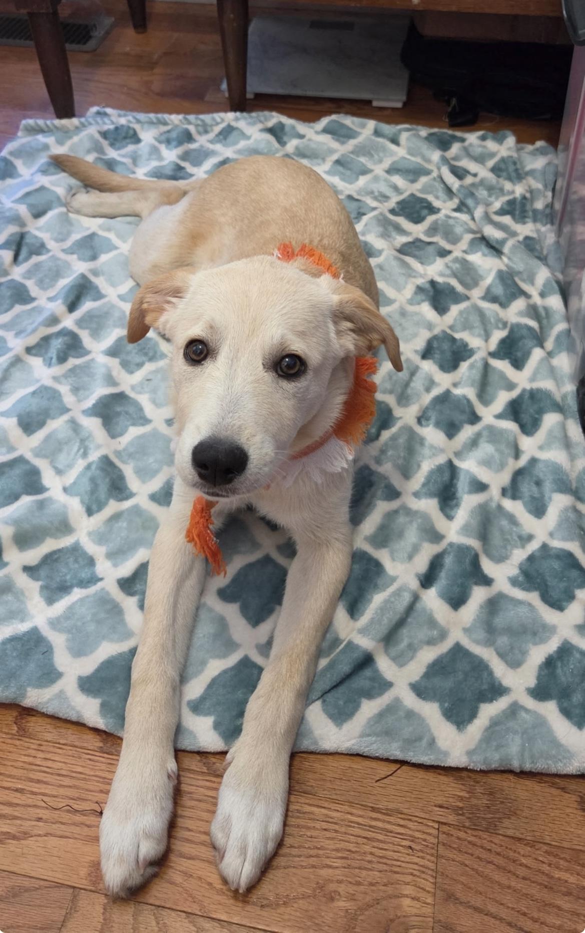 Enlarge Stormy, a Adopted mixed breed in Herculaneum, MO image 2/3