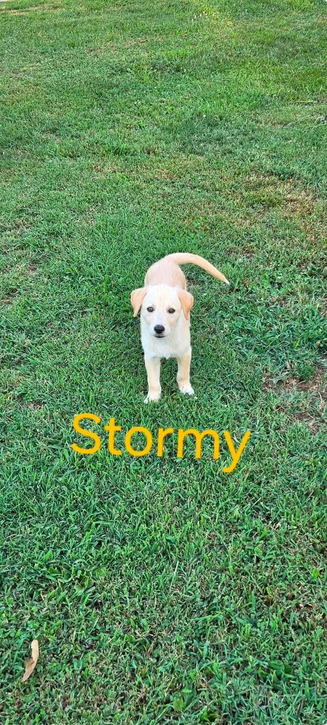 Enlarge Stormy (Available 10/3), a Adoptable mixed breed in Herculaneum, MO image 1/1