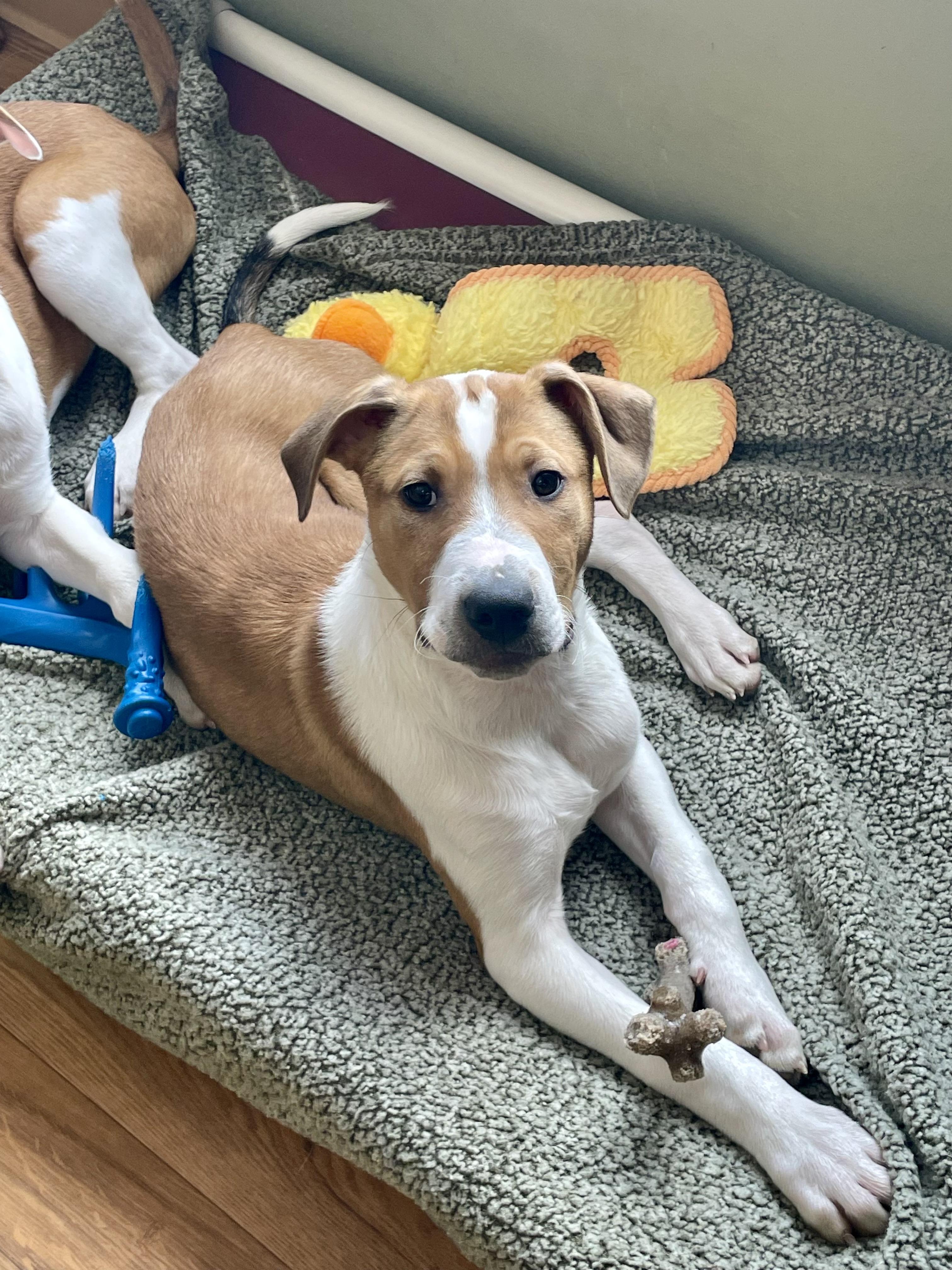 Enlarge Diggs, a ADOPTABLE mixed breed in Bellaire, MI image 4/6