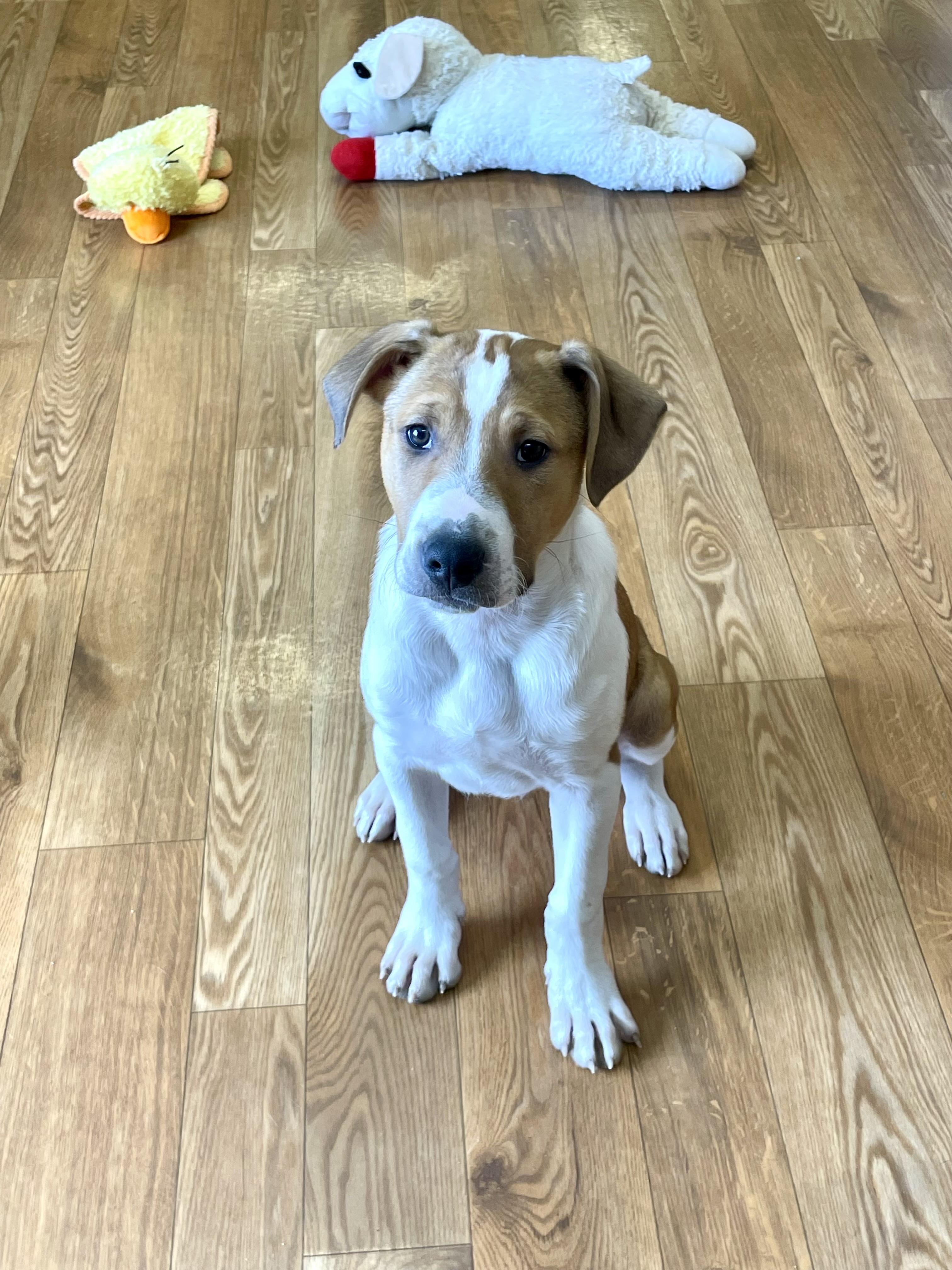 Enlarge Diggs, a ADOPTABLE mixed breed in Bellaire, MI image 2/6