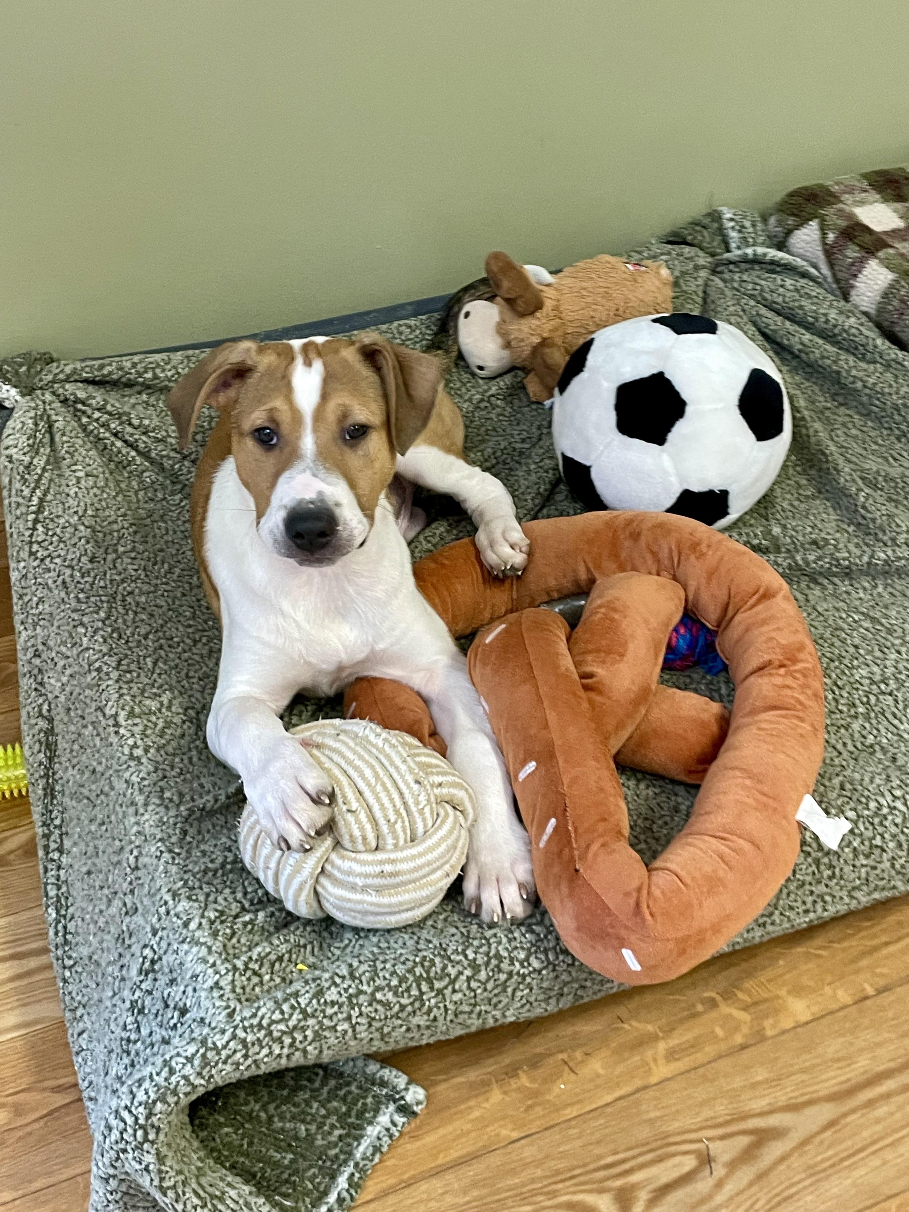Enlarge Diggs, a ADOPTABLE mixed breed in Bellaire, MI image 3/6