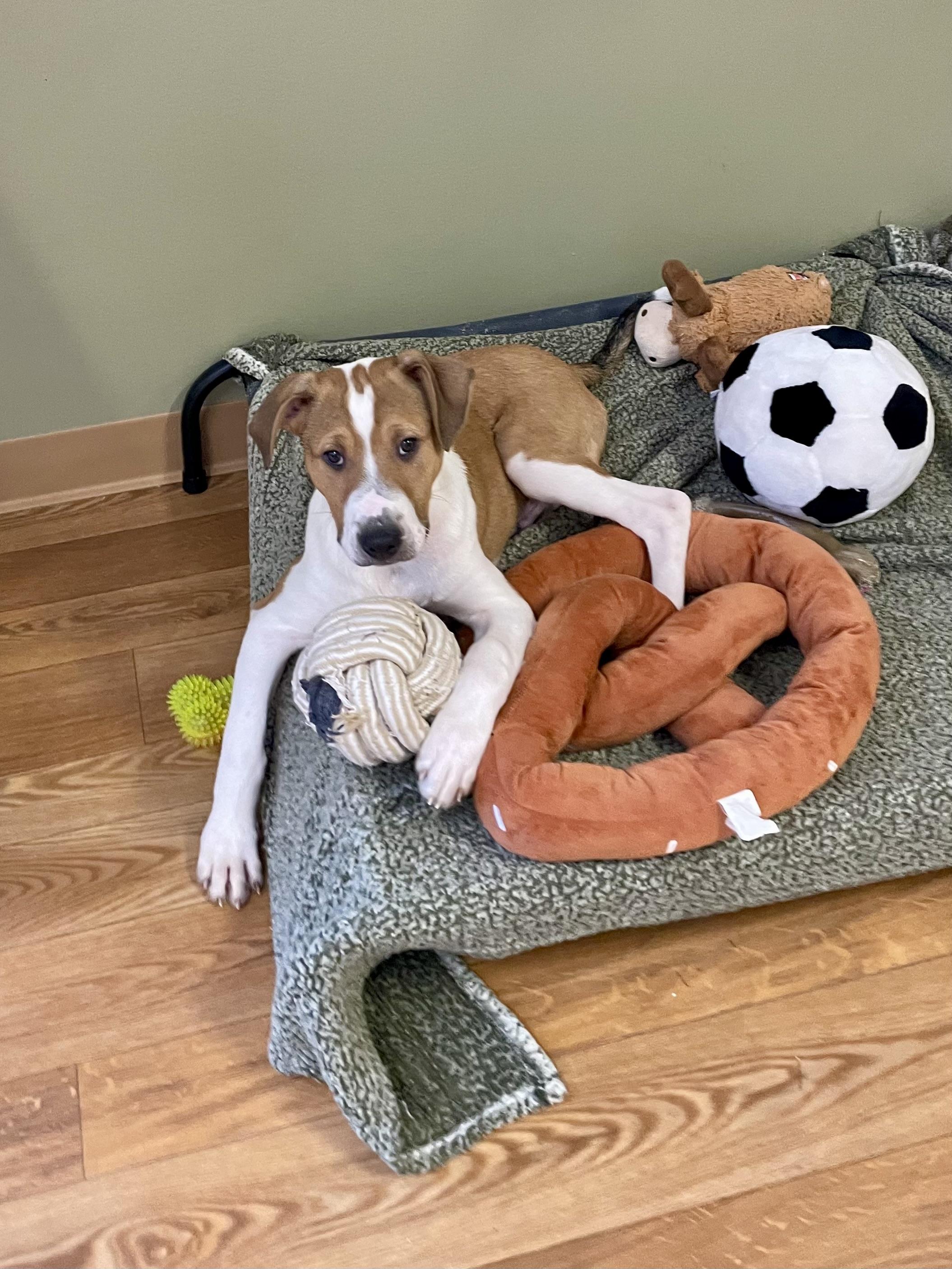 Enlarge Diggs, a ADOPTABLE mixed breed in Bellaire, MI image 6/6