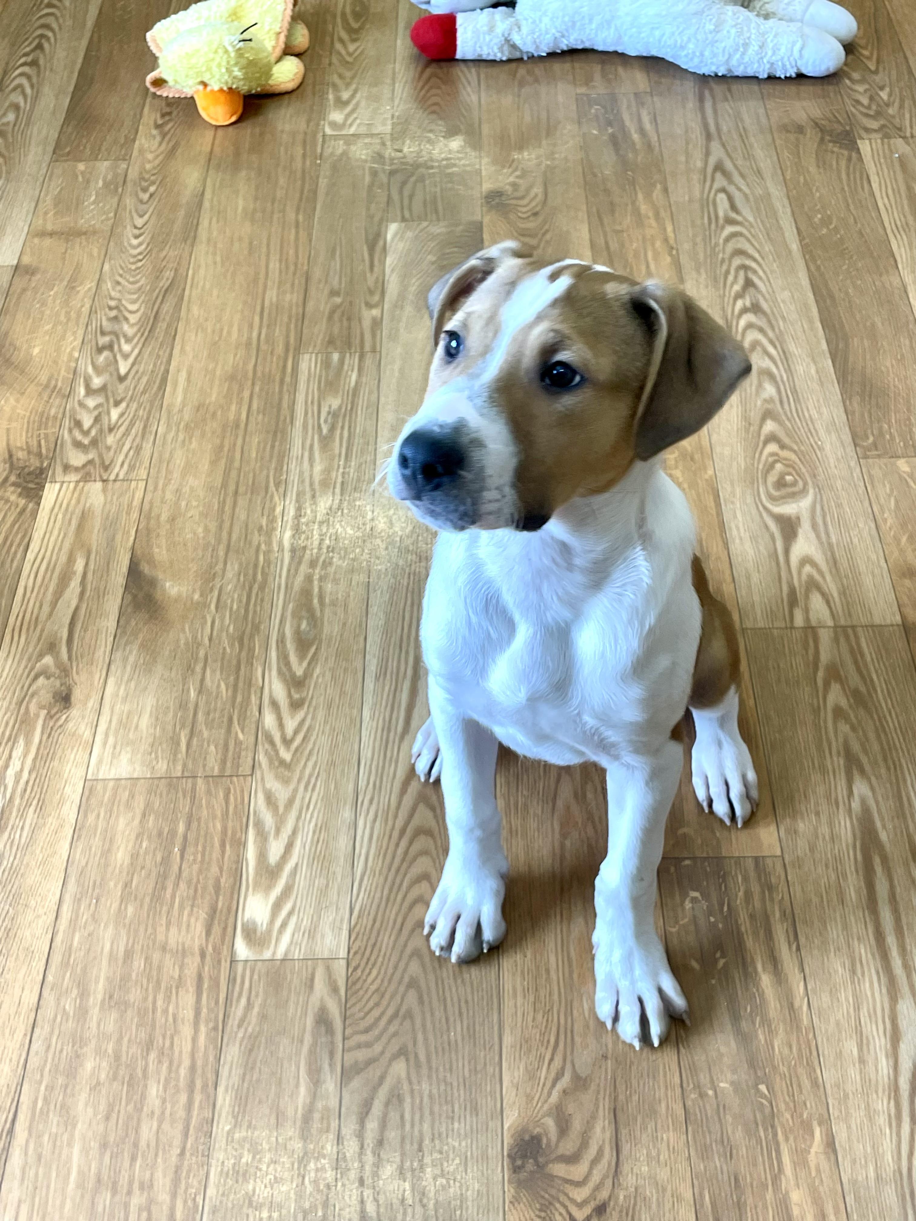 Enlarge Diggs, a ADOPTABLE mixed breed in Bellaire, MI image 5/6