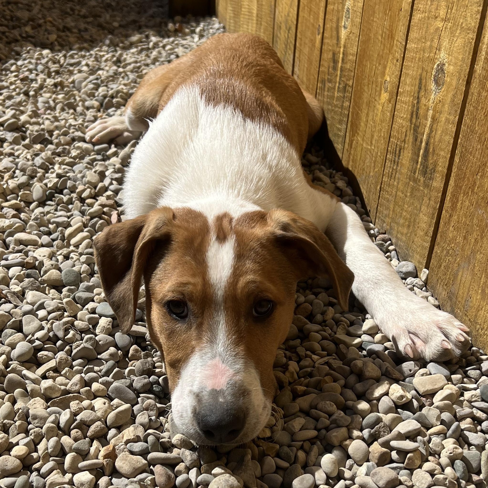 Enlarge Diggs, a ADOPTABLE mixed breed in Bellaire, MI image 1/6