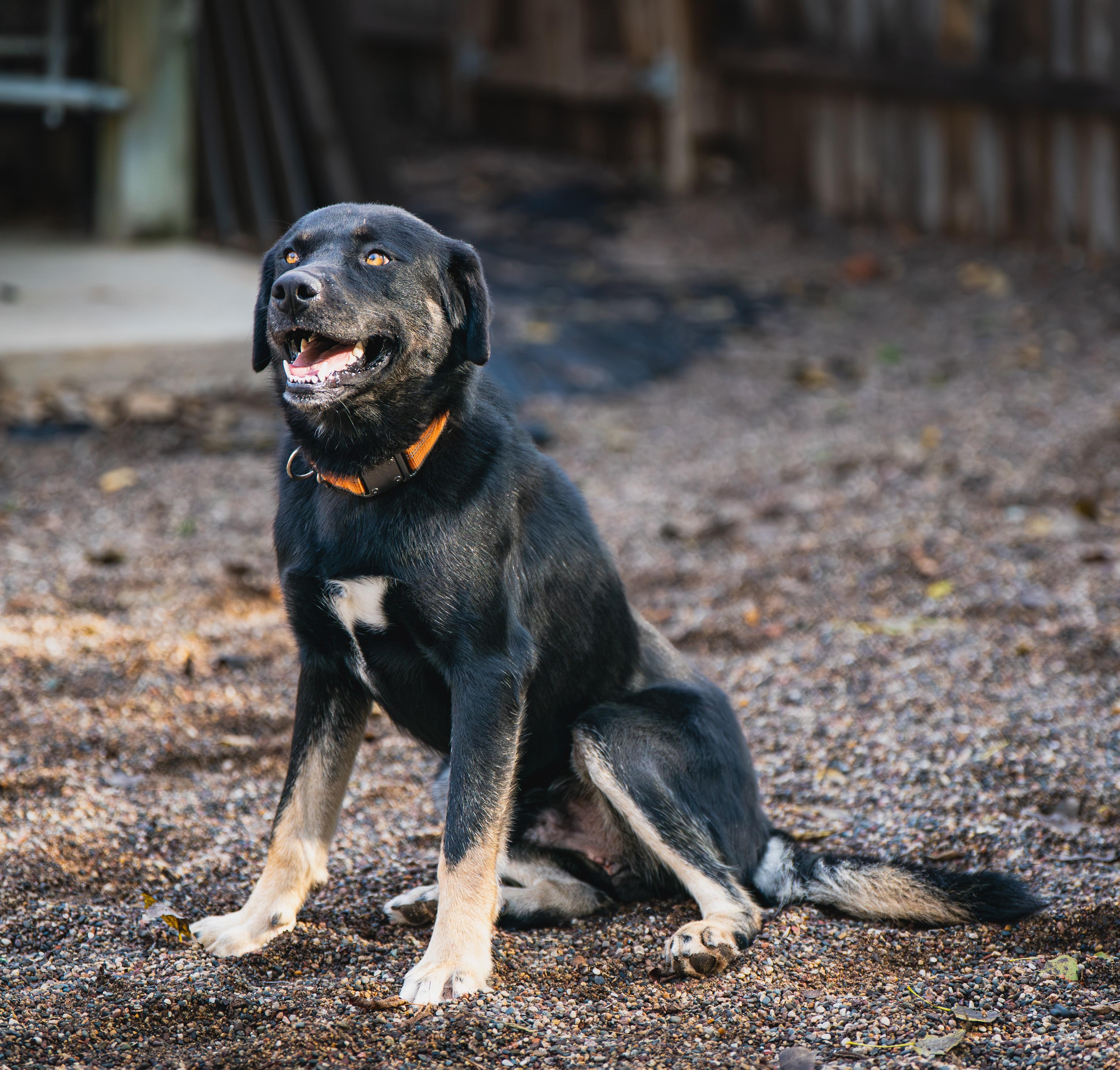 Enlarge Eldorado, a Adoptable mixed breed in Red Wing, MN image 1/3