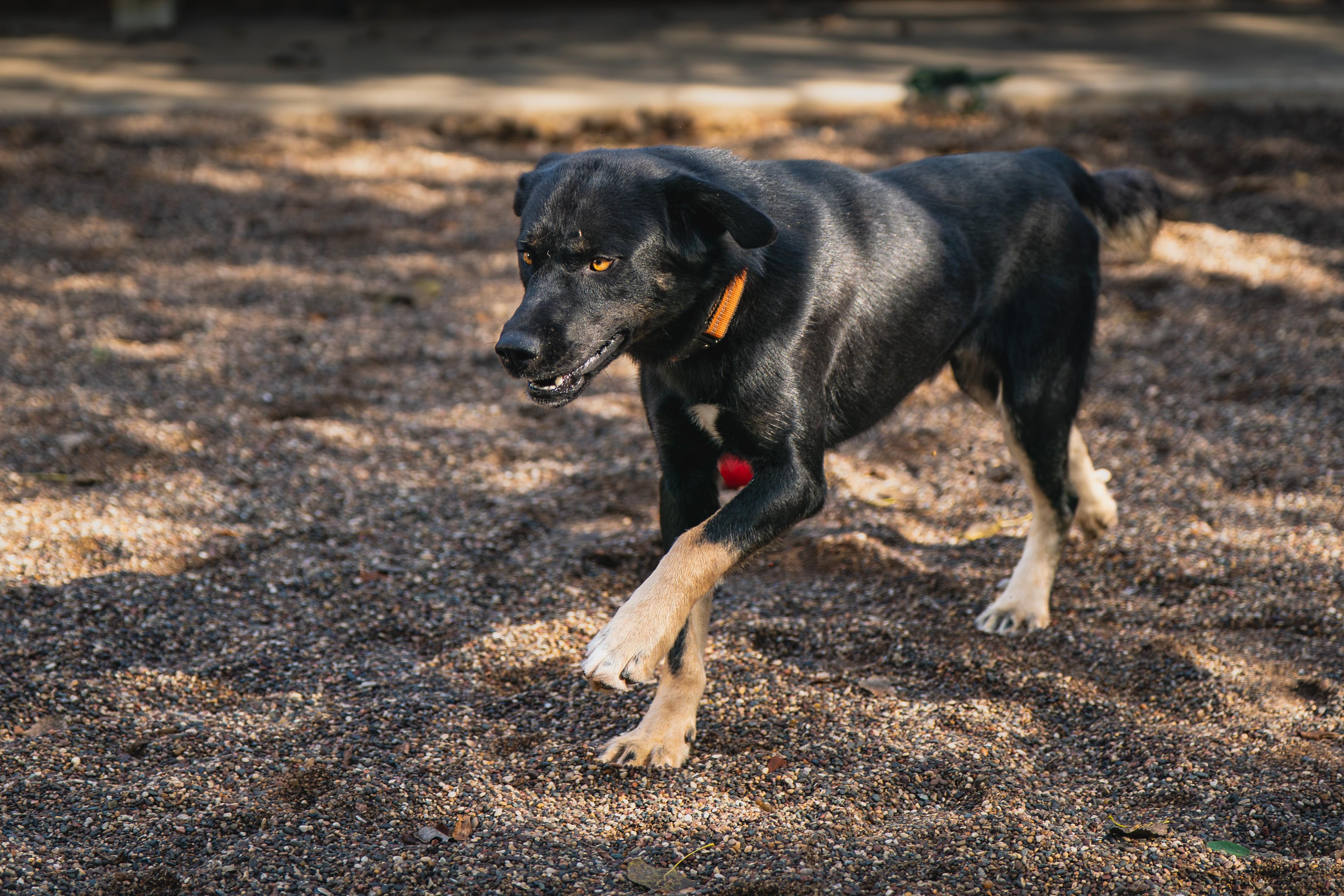 Enlarge Eldorado, a Adoptable mixed breed in Red Wing, MN image 2/3