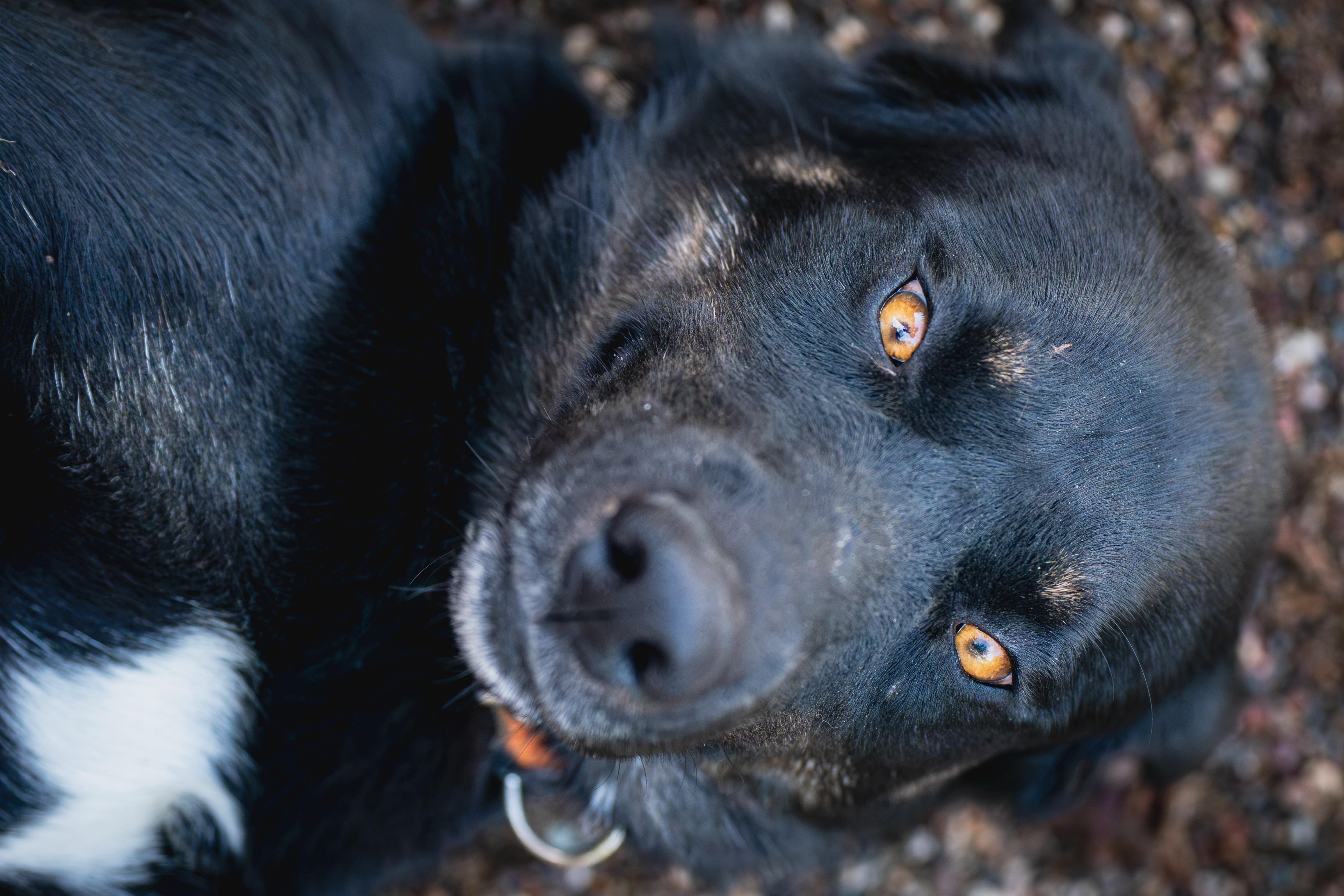 Enlarge Eldorado, a Adoptable mixed breed in Red Wing, MN image 3/3