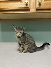 LAUREN, Adoptable, Young Female Domestic Short Hair.