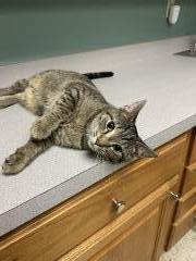 LAUREN, a Adoptable Domestic Short Hair in Chillicothe, OH image 2/2
