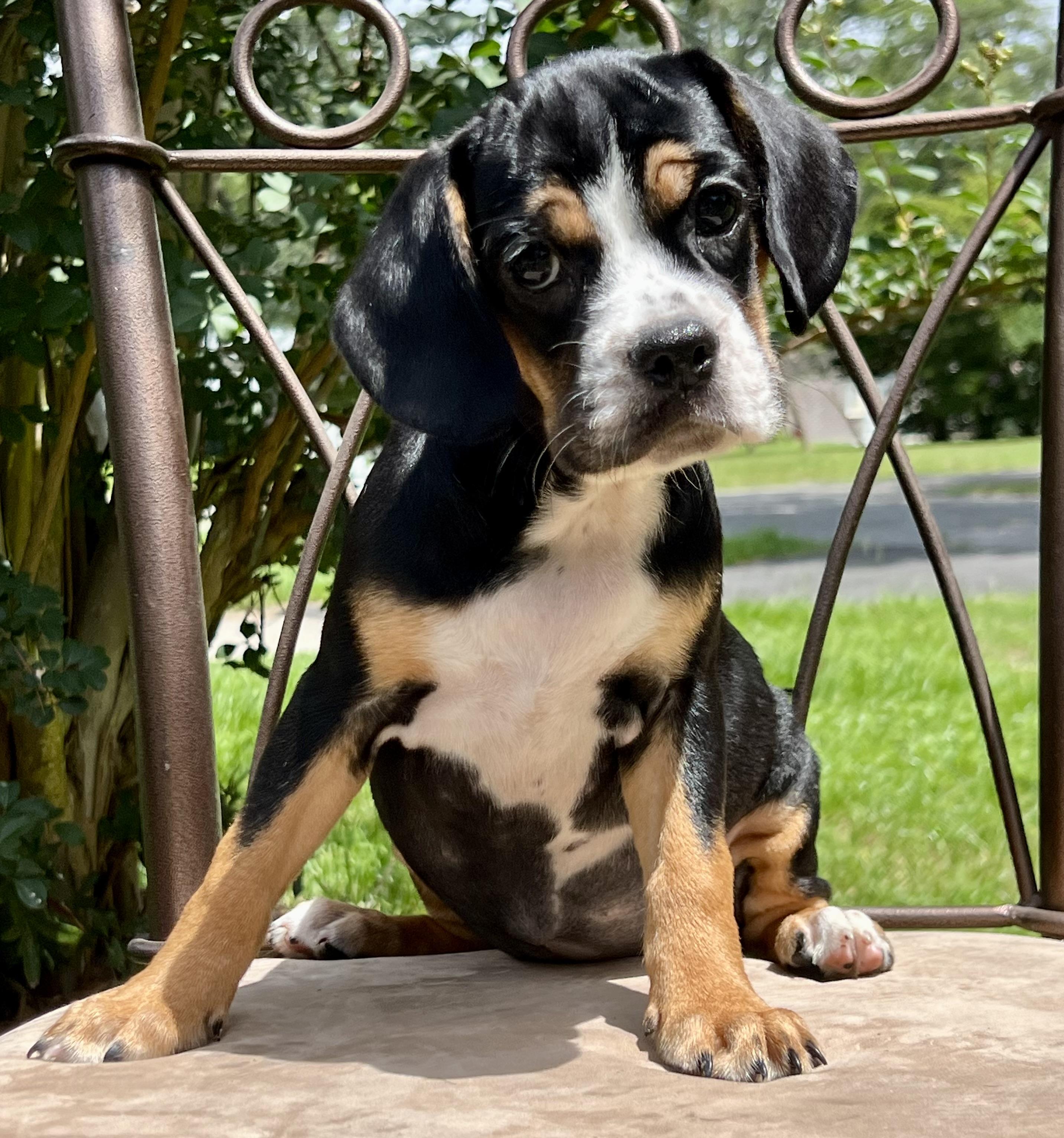 Betty, a ADOPTABLE mixed breed in Mt Pleasant, SC image 5/6