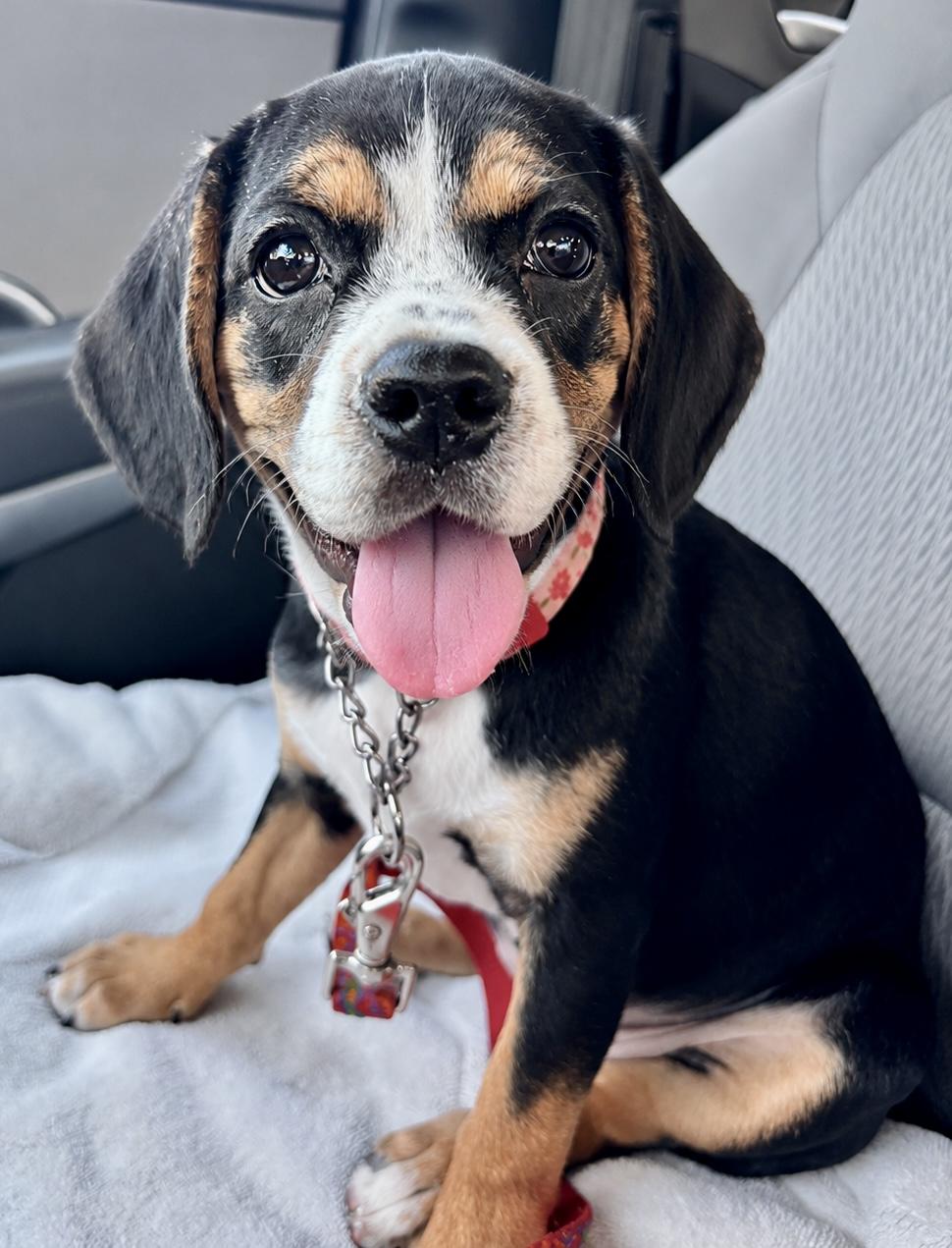 Betty, a ADOPTABLE mixed breed in Mt Pleasant, SC image 2/5