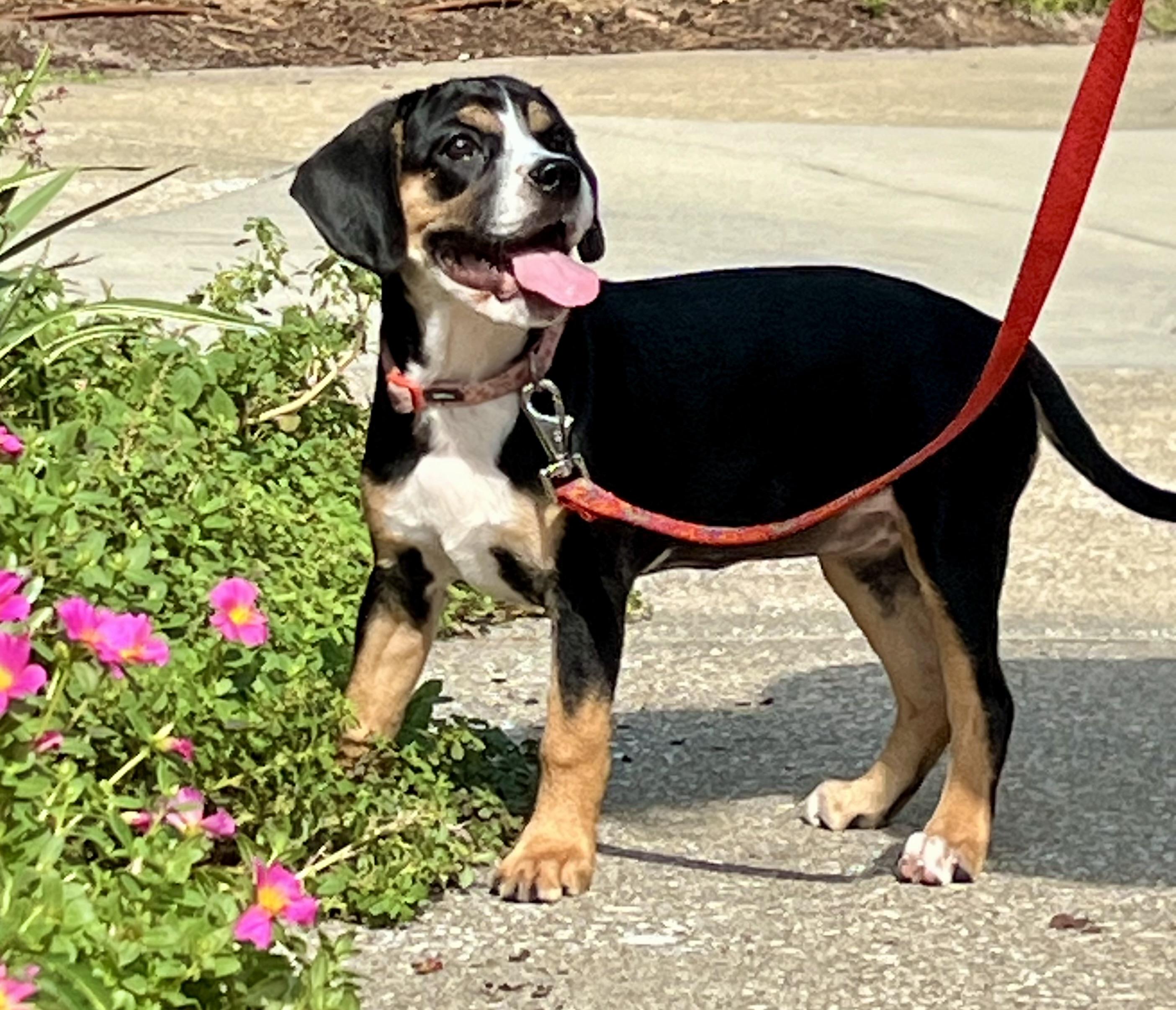 Betty, a ADOPTABLE mixed breed in Mt Pleasant, SC image 5/5