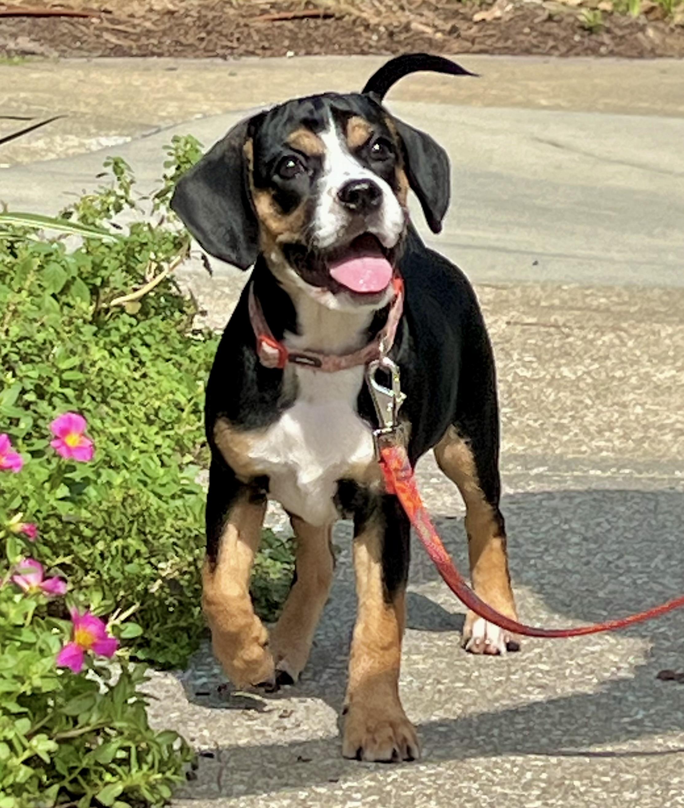 Betty, a ADOPTABLE mixed breed in Mt Pleasant, SC image 1/5