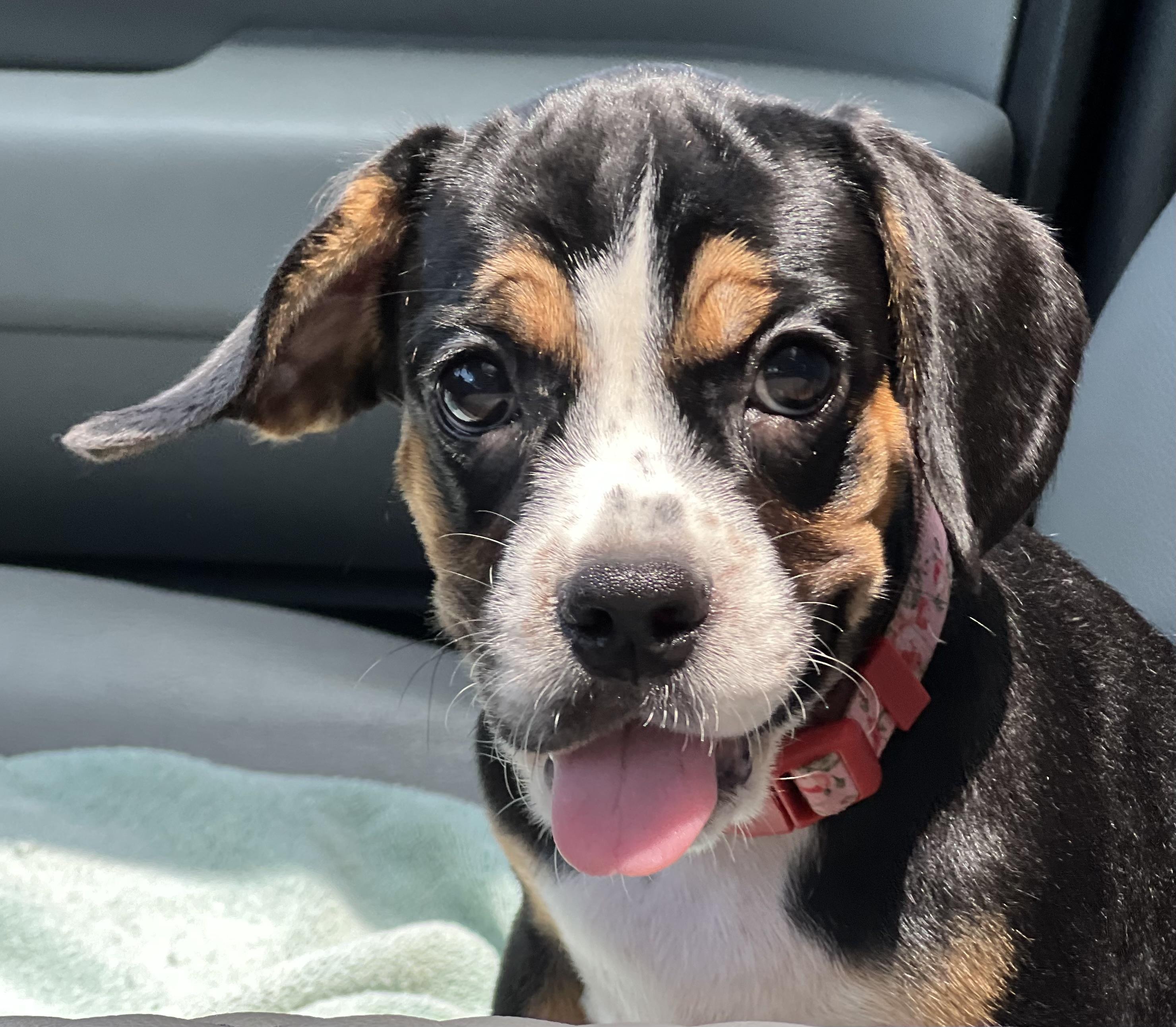 Betty, a ADOPTABLE mixed breed in Mt Pleasant, SC image 6/6