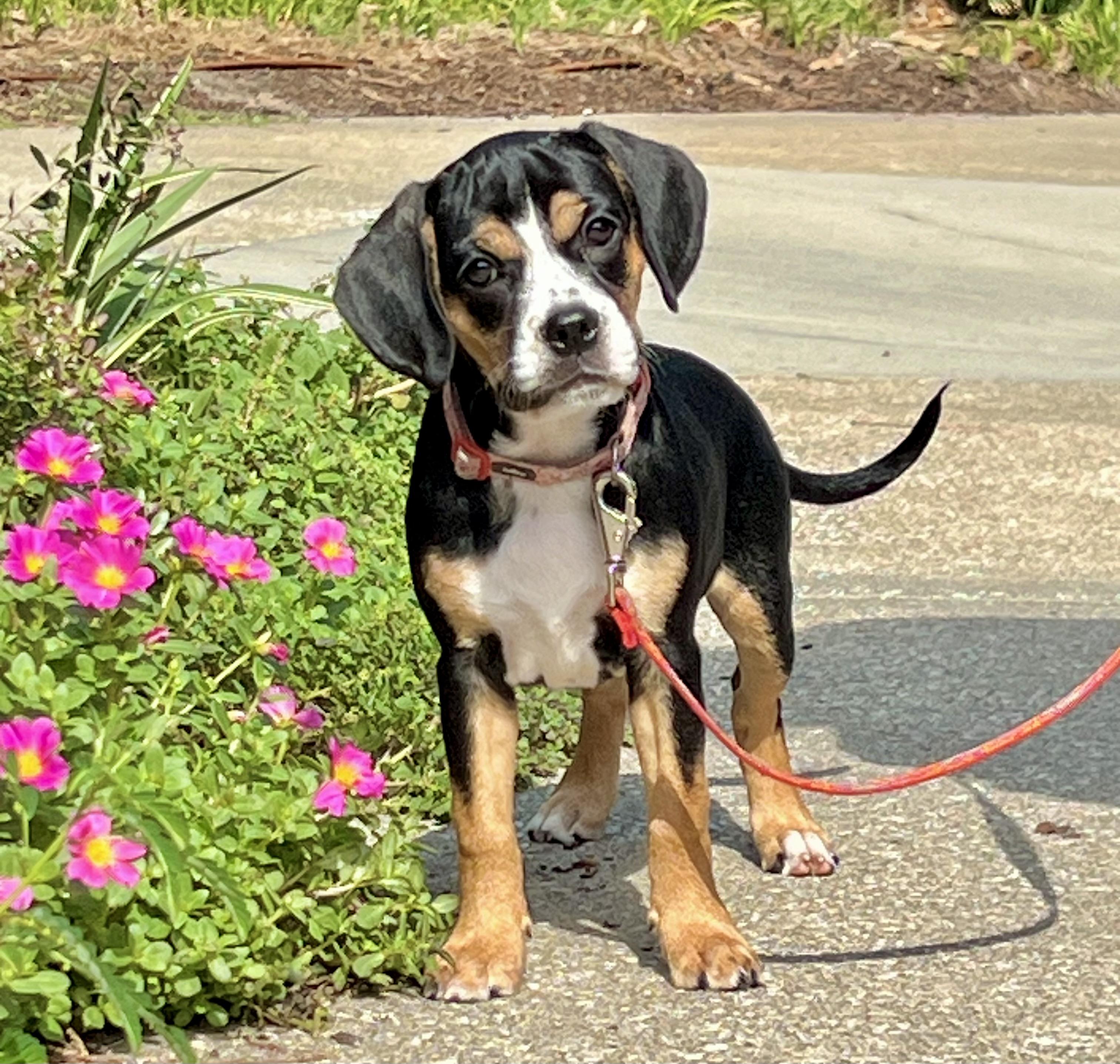 Betty, a ADOPTABLE mixed breed in Mt Pleasant, SC image 3/5