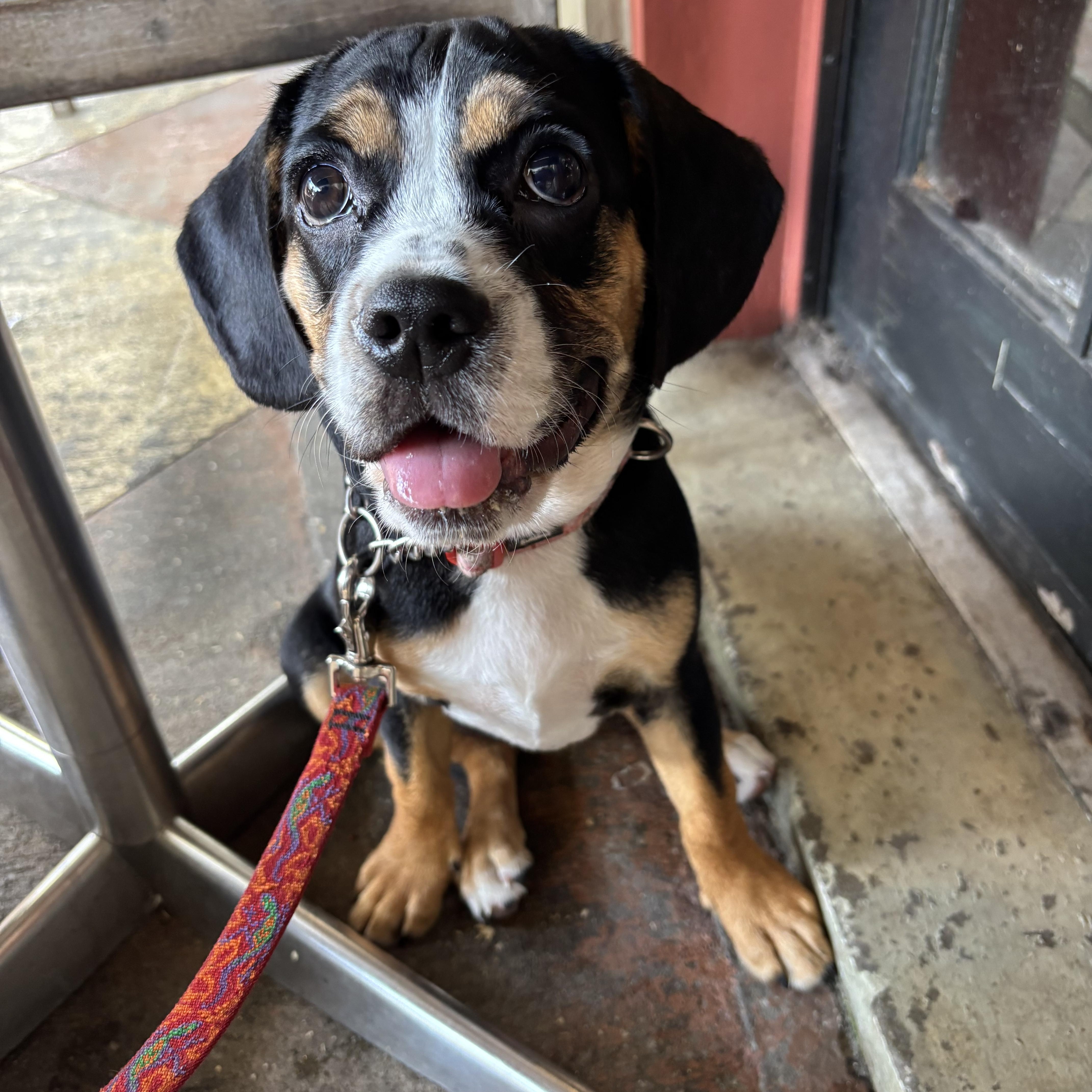 Betty, Adoptable, Puppy Female Mixed Breed.