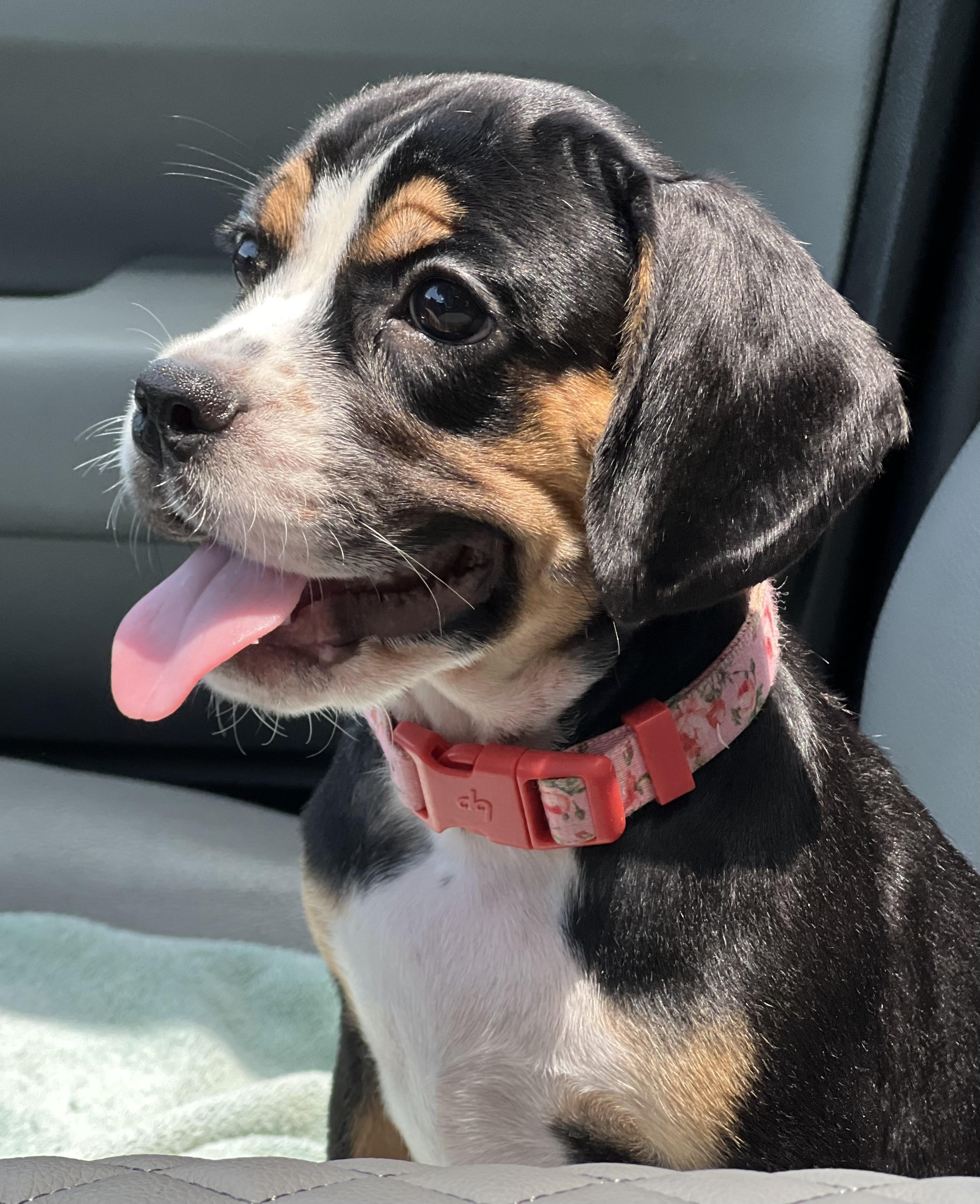 Betty, a ADOPTABLE mixed breed in Mt Pleasant, SC image 4/6