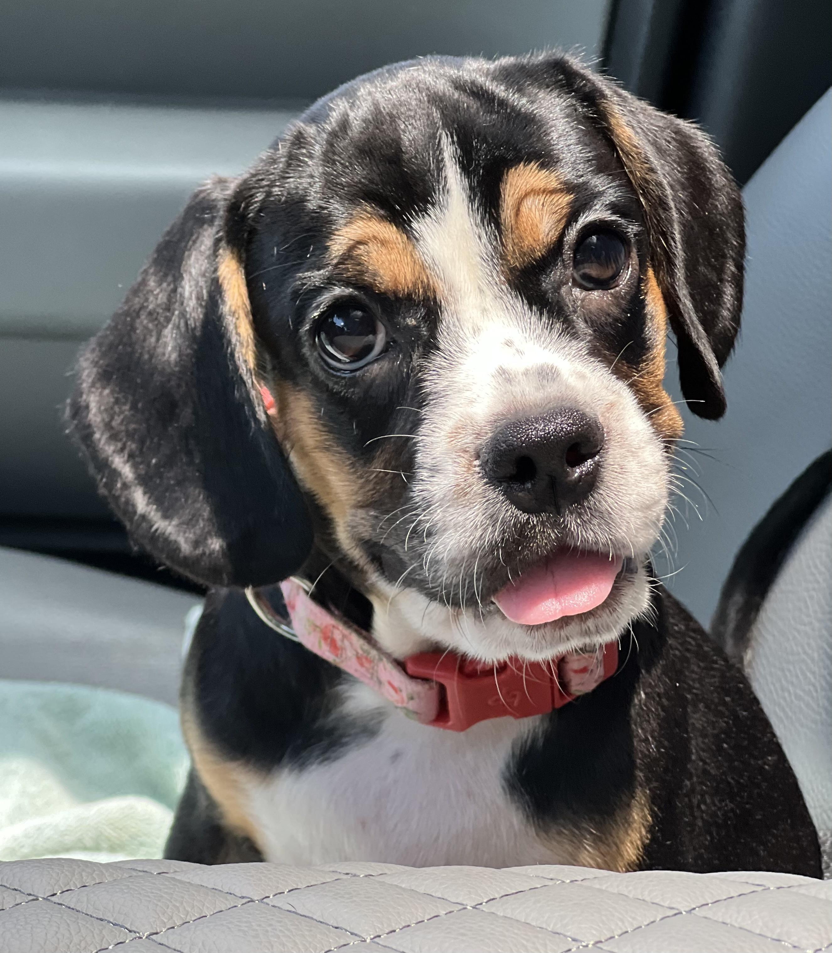 Betty, ADOPTABLE, Puppy Female Mixed Breed.
