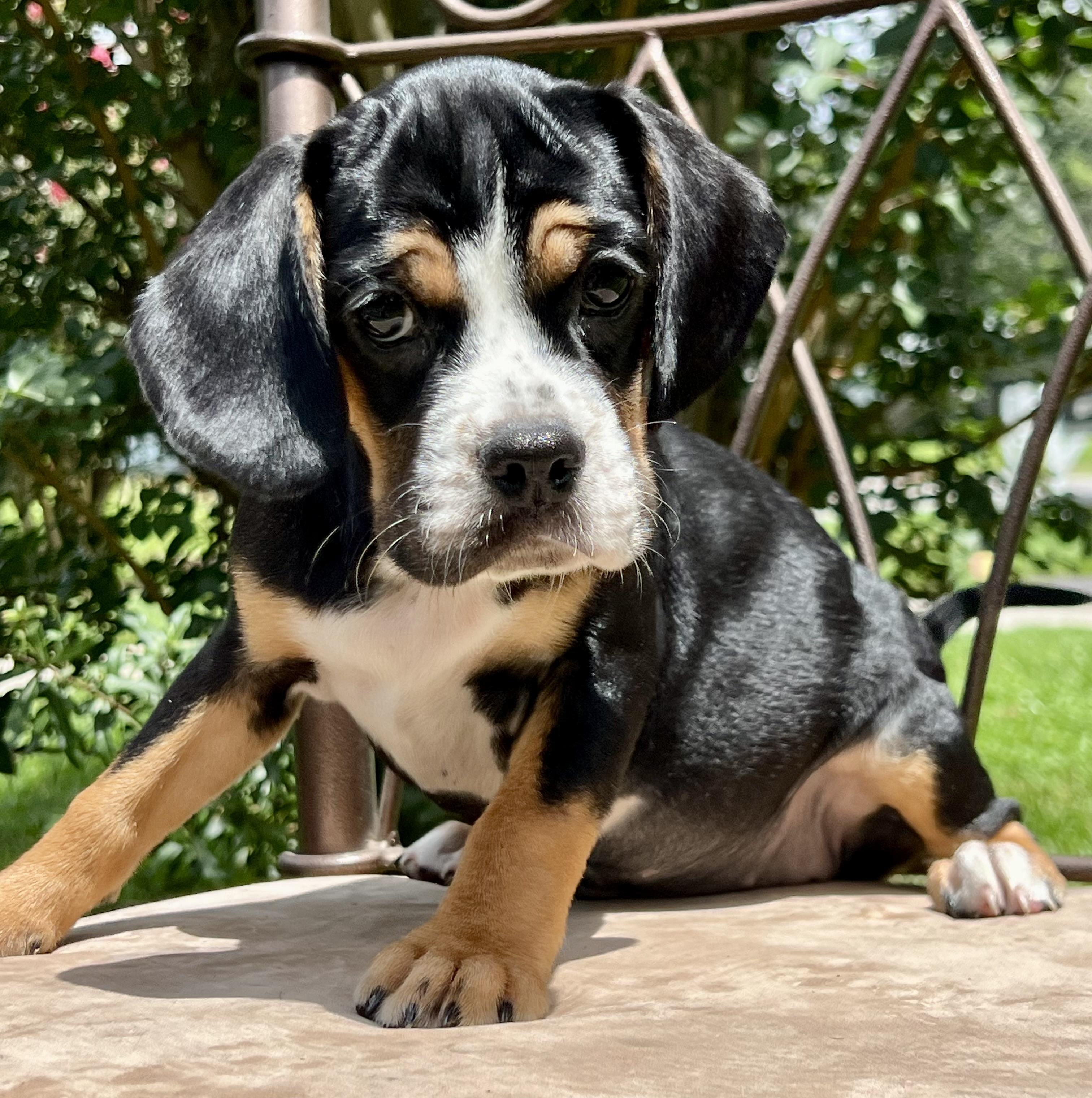 Betty, a ADOPTABLE mixed breed in Mt Pleasant, SC image 2/6