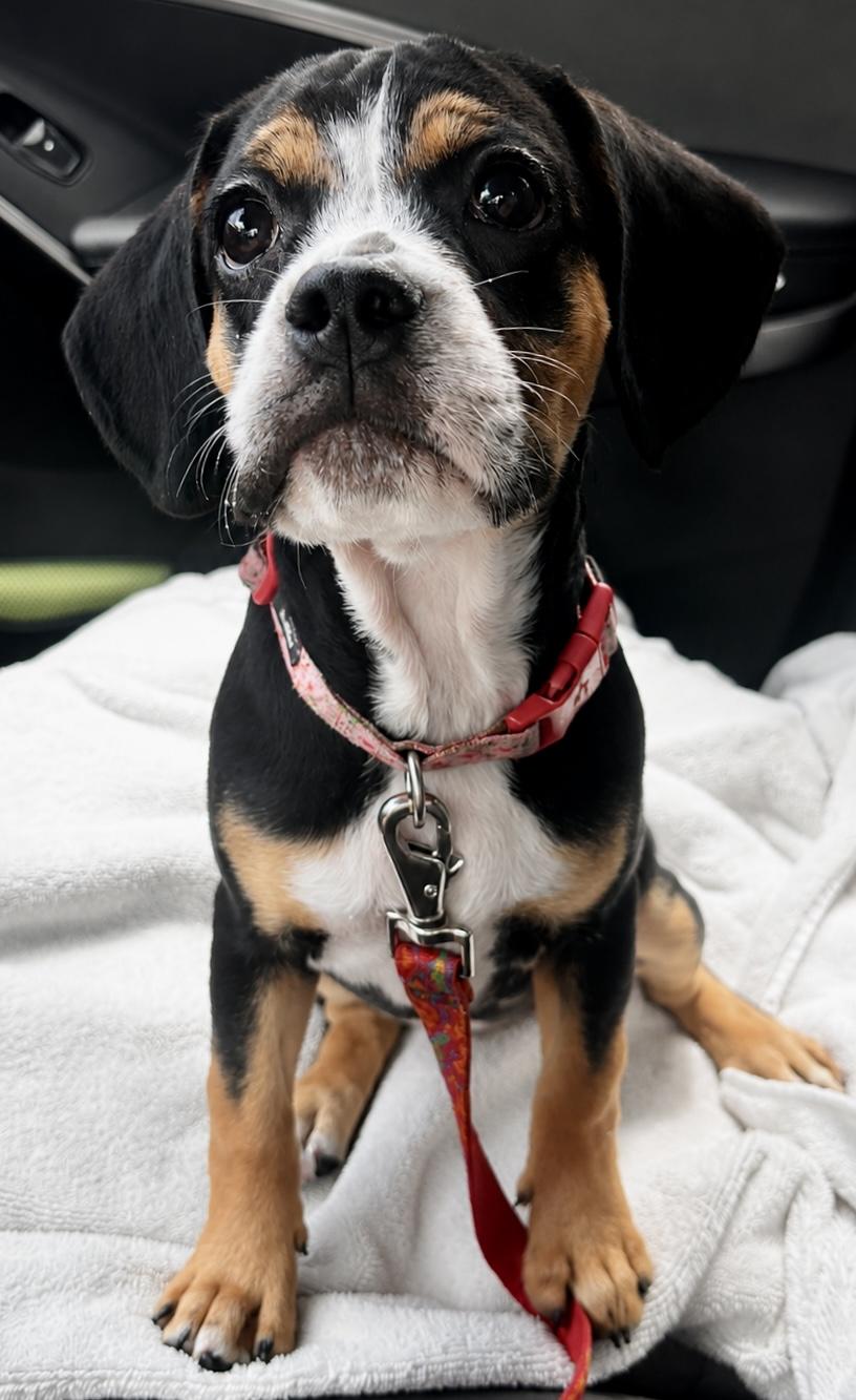 Betty, a ADOPTABLE mixed breed in Mt Pleasant, SC image 4/5