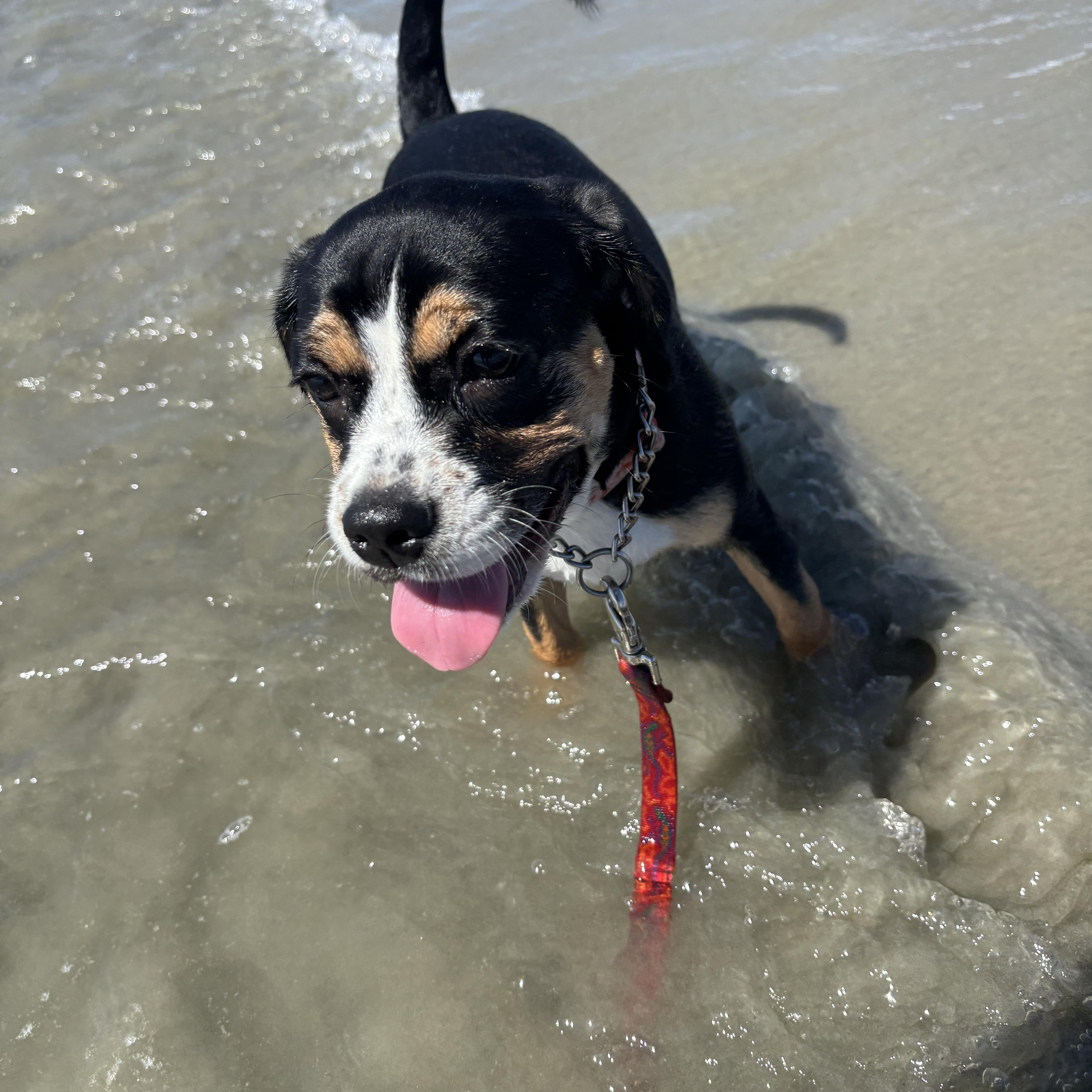 Enlarge Betty, a Adoptable mixed breed in Mt Pleasant, SC image 5/5