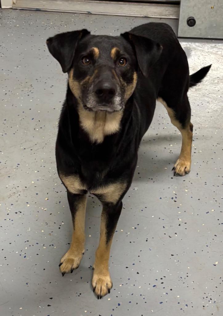 Rico, Adoptable, Adult Male Shepherd & Mixed Breed.