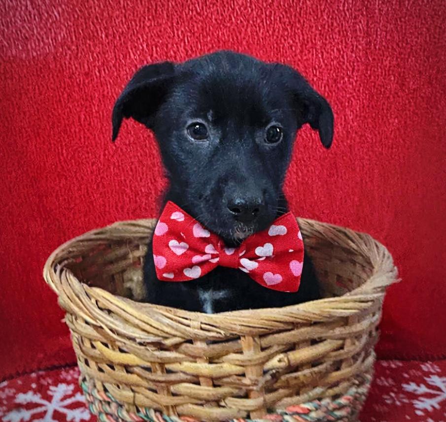 River, ADOPTABLE, Puppy Female Border Collie & Labrador Retriever.