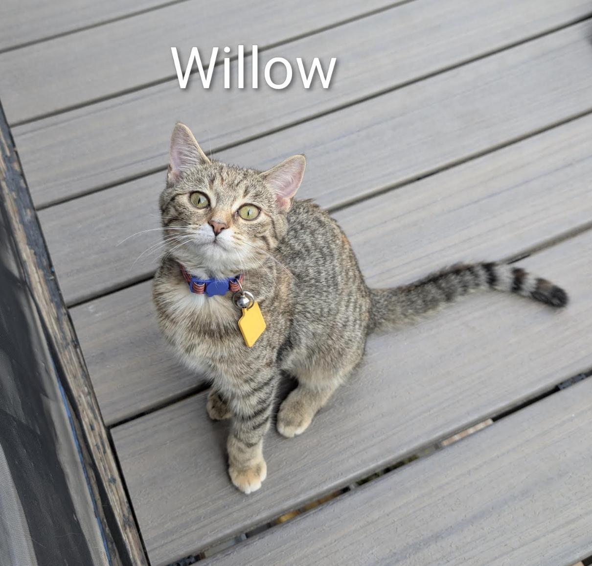 Enlarge Willow, a Adopted Domestic Short Hair in Cincinnati, OH image 1/5