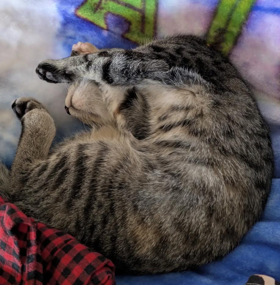 Enlarge Willow, a Adopted Domestic Short Hair in Cincinnati, OH image 2/5
