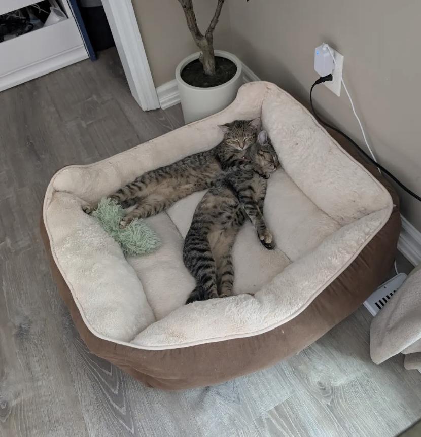Enlarge Willow, a Adopted Domestic Short Hair in Cincinnati, OH image 5/5