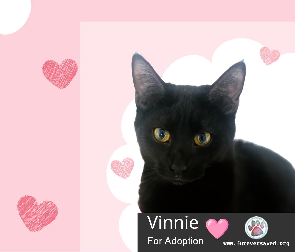 Enlarge Vinnie, a Adoptable Domestic Short Hair in Miami, FL image 2/2