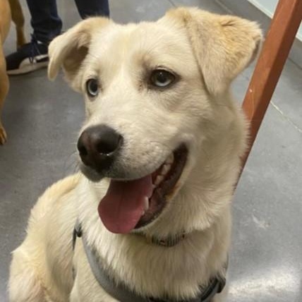 Blanca, a ADOPTABLE mixed breed in San Diego, CA image 1/6