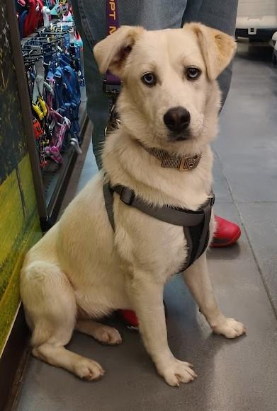 Blanca, a ADOPTABLE mixed breed in San Diego, CA image 3/6