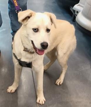 Blanca, a ADOPTABLE mixed breed in San Diego, CA image 5/6