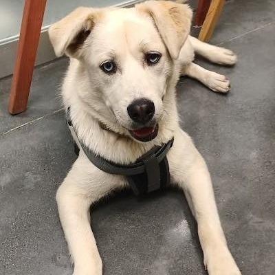 Blanca, a ADOPTABLE mixed breed in San Diego, CA image 2/6