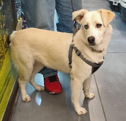 Blanca, a ADOPTABLE mixed breed in San Diego, CA image 4/6