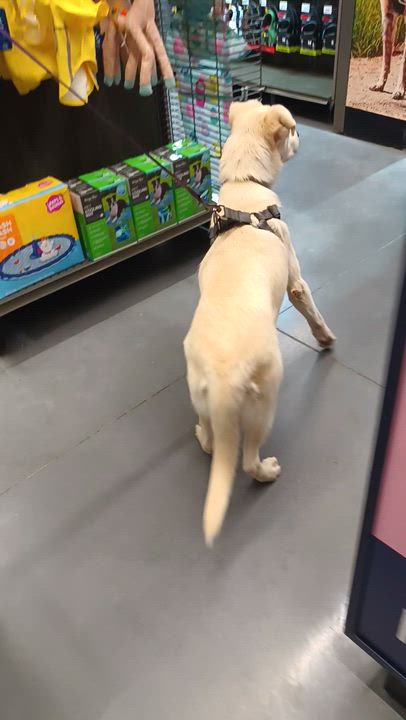 Enlarge Blanca, a ADOPTABLE mixed breed in San Diego, CA video 6/6